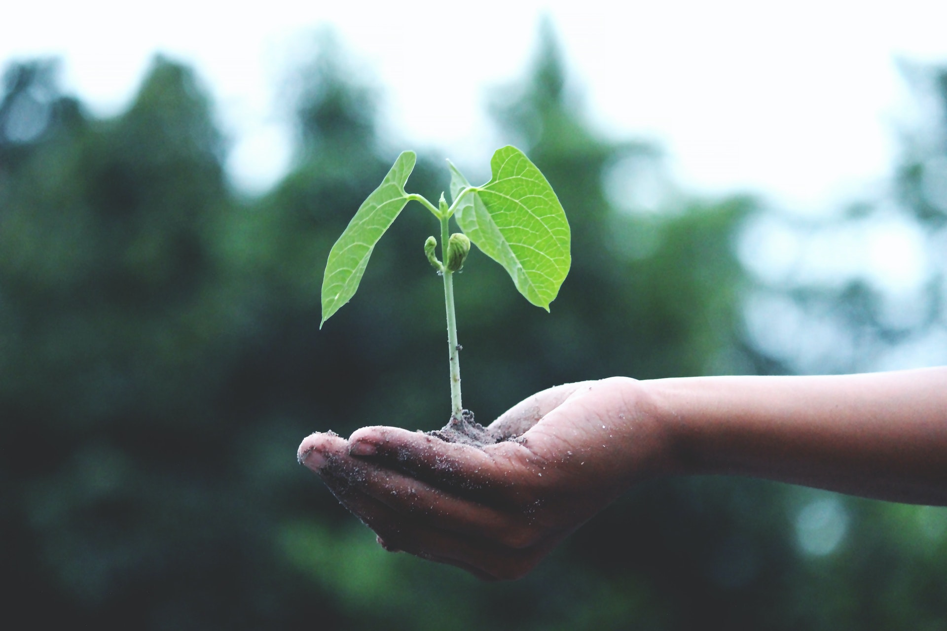 person holding a green plant 1072824